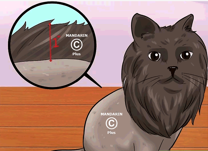 длина шерсти кошки